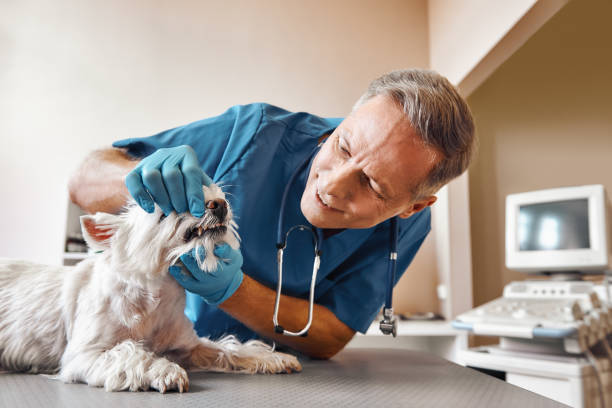 Best Emergency Dentist for Special Needs Patients in Pittsfield, MA